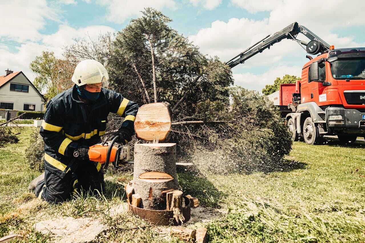 Best Palm Tree Trimming  in USA